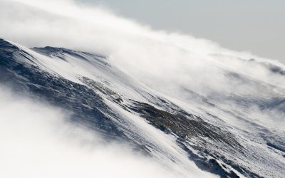 Le nématode du pin : la menace invisible qui envahit les forêts françaises
